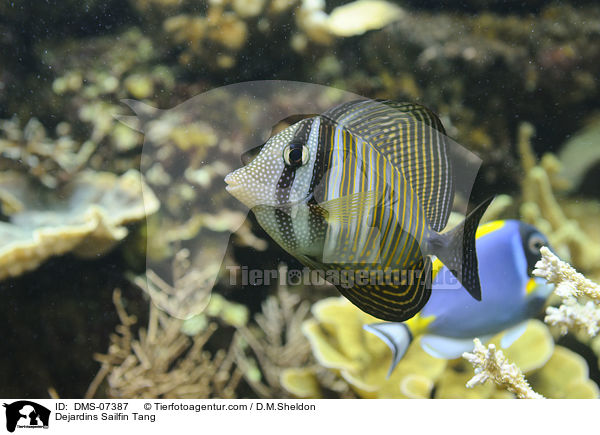 Indischer Segelflossendoktor / Dejardins Sailfin Tang / DMS-07387