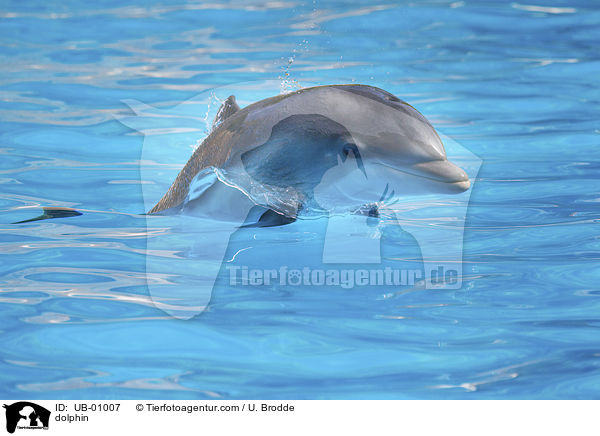 Delfin / dolphin / UB-01007