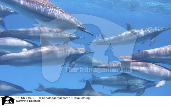 swimming Dolphins / SK-01672