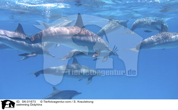 schwimmende Delfine / swimming Dolphins / SK-01673