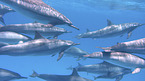 swimming Dolphins