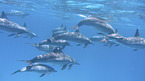 swimming Dolphins