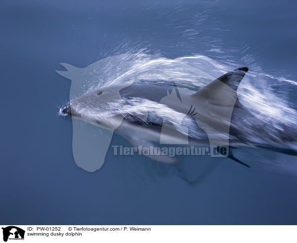 schwimmender Schwarzdelfin / swimming dusky dolphin / PW-01252