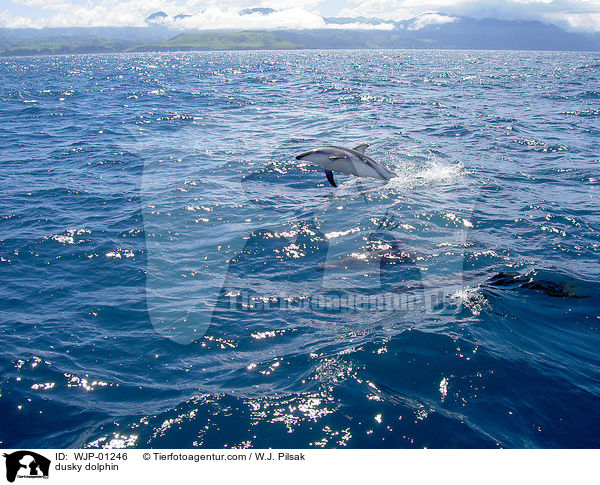 dusky dolphin / WJP-01246