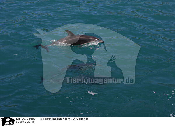 Schwarzdelfin / dusky dolphin / DG-01689