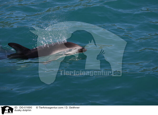 Schwarzdelfin / dusky dolphin / DG-01690