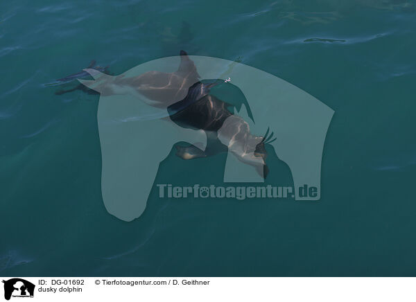 Schwarzdelfin / dusky dolphin / DG-01692