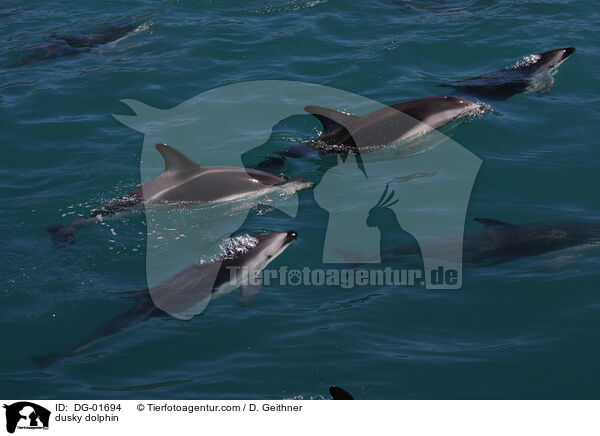 Schwarzdelfin / dusky dolphin / DG-01694