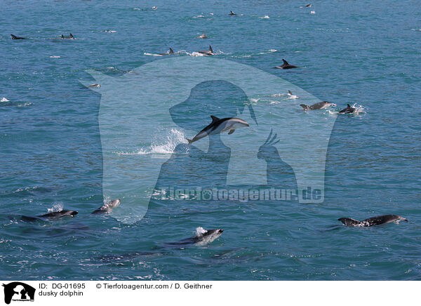 Schwarzdelfin / dusky dolphin / DG-01695