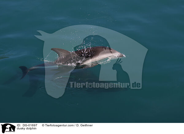 Schwarzdelfin / dusky dolphin / DG-01697