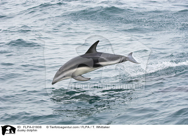 Schwarzdelfin / dusky dolphin / FLPA-01808