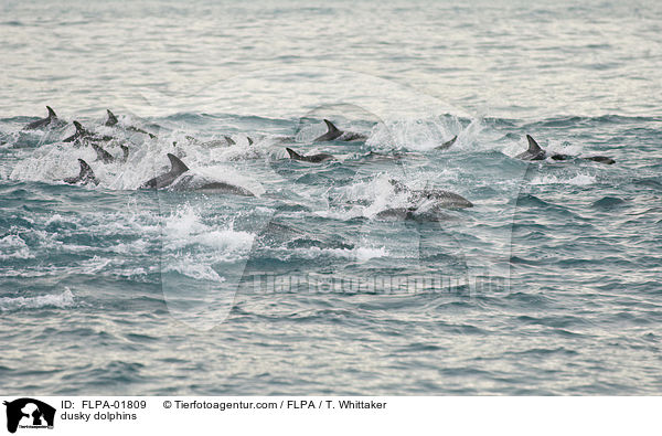 dusky dolphins / FLPA-01809