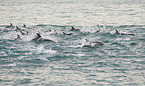 dusky dolphins