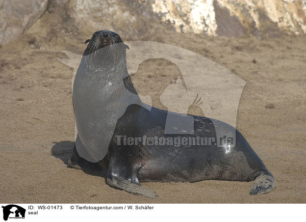 Pelzrobbe an der Kste / seal / WS-01473
