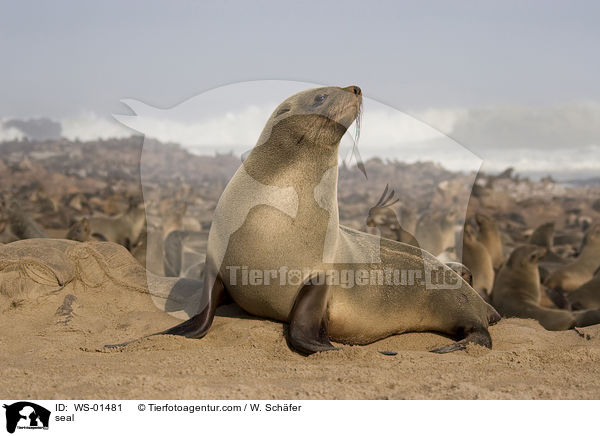 seal / WS-01481