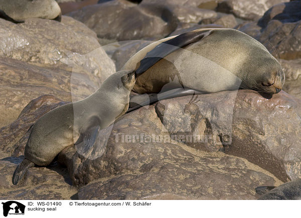 sucking seal / WS-01490