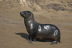 seal