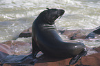 seal