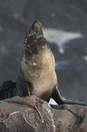 seal