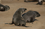 seals