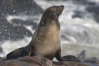 seal