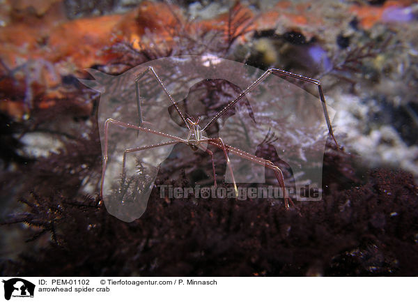 Atlantische Spinnenkrabbe / arrowhead spider crab / PEM-01102