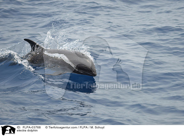 Breitschnabeldelfin / electra dolphin / FLPA-03768