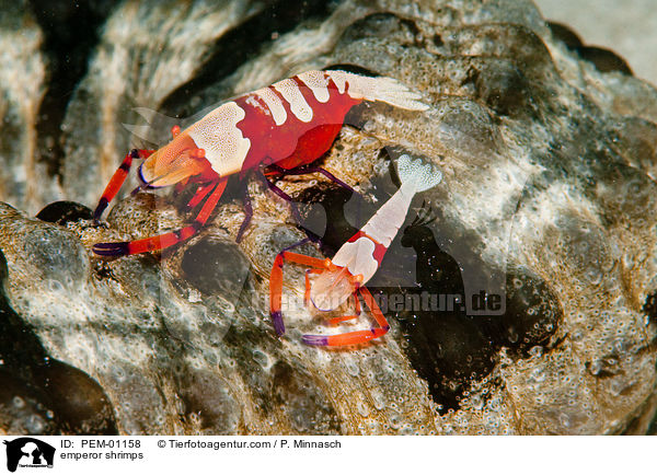 emperor shrimps / PEM-01158