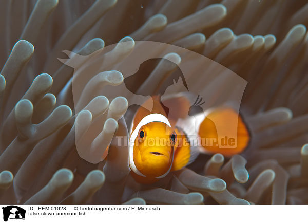 false clown anemonefish / PEM-01028