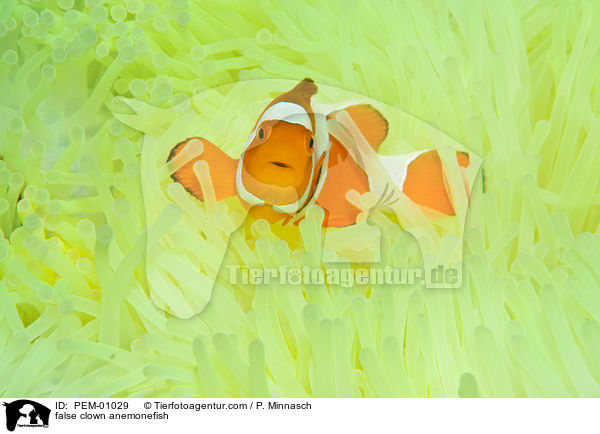 false clown anemonefish / PEM-01029