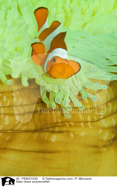 Falscher Clownfisch / false clown anemonefish / PEM-01030