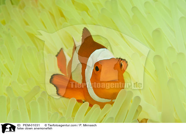 false clown anemonefish / PEM-01031