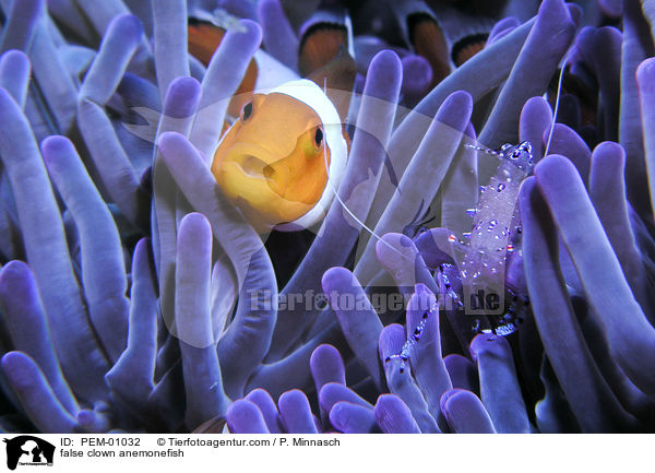 Falscher Clownfisch / false clown anemonefish / PEM-01032