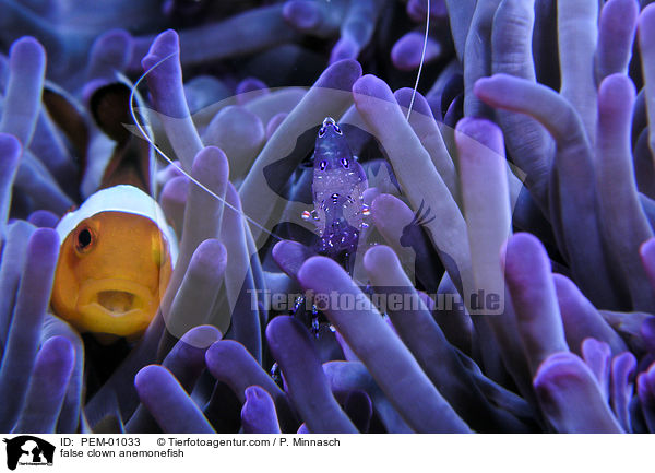 Falscher Clownfisch / false clown anemonefish / PEM-01033