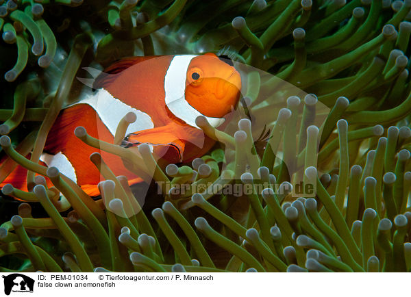 Falscher Clownfisch / false clown anemonefish / PEM-01034
