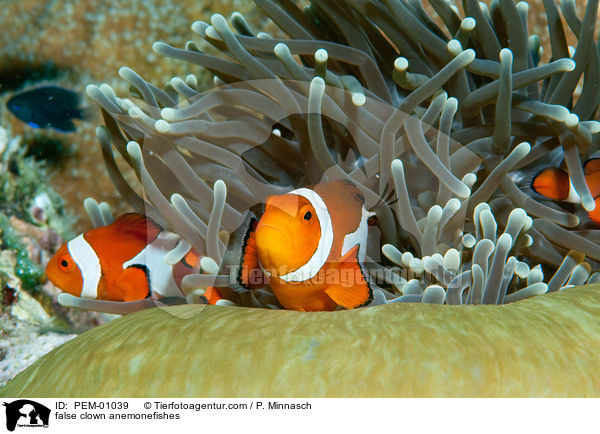 Falsche Clownfische / false clown anemonefishes / PEM-01039