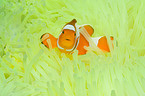 false clown anemonefish