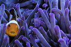 false clown anemonefish