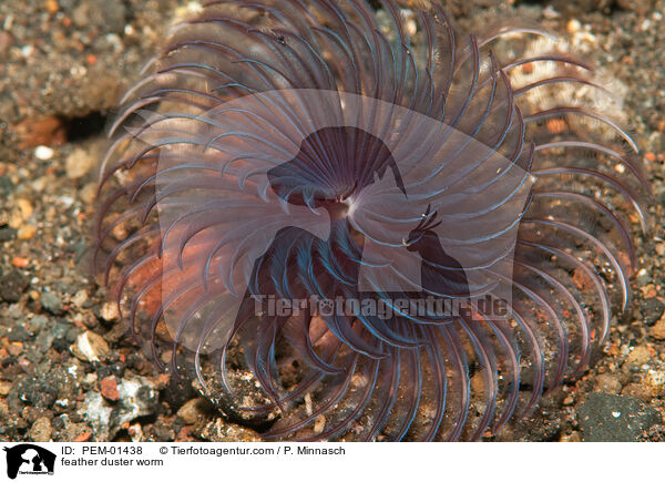 Rhrenwurm / feather duster worm / PEM-01438