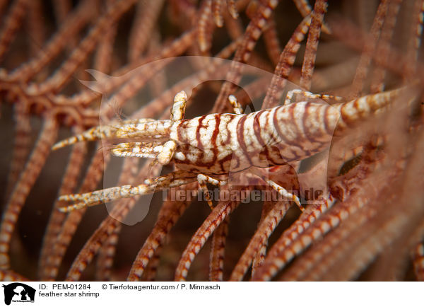 Federsterngarnele / feather star shrimp / PEM-01284
