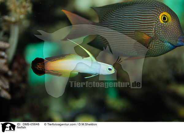 firefish / DMS-05646