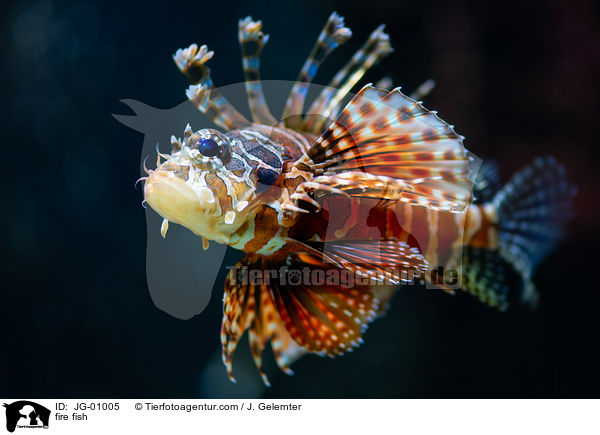 Feuerfisch / fire fish / JG-01005