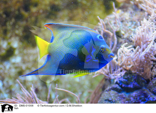 Fisch / fish / DMS-01006