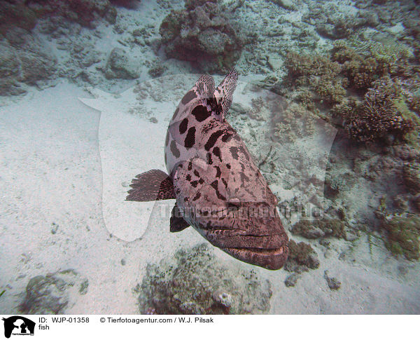 fish / WJP-01358