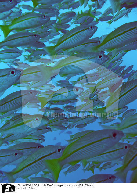 Fischschwarm / school of fish / WJP-01365
