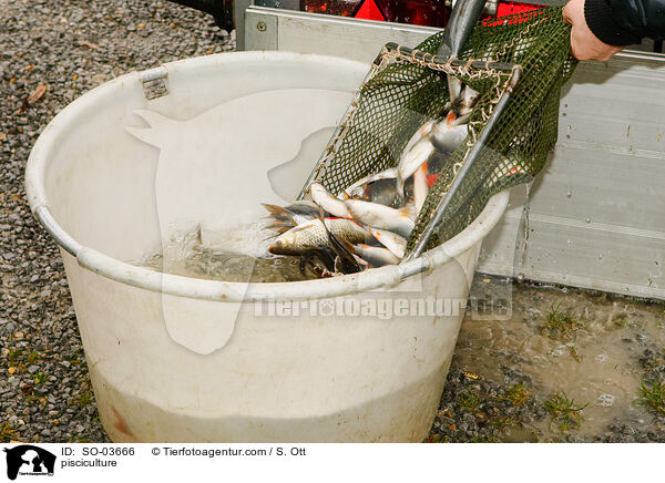 Fischzucht / pisciculture / SO-03666