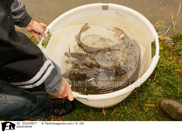 Fischzucht / pisciculture / SO-03671