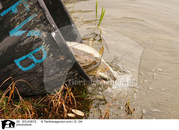 Fischzucht / pisciculture / SO-03672