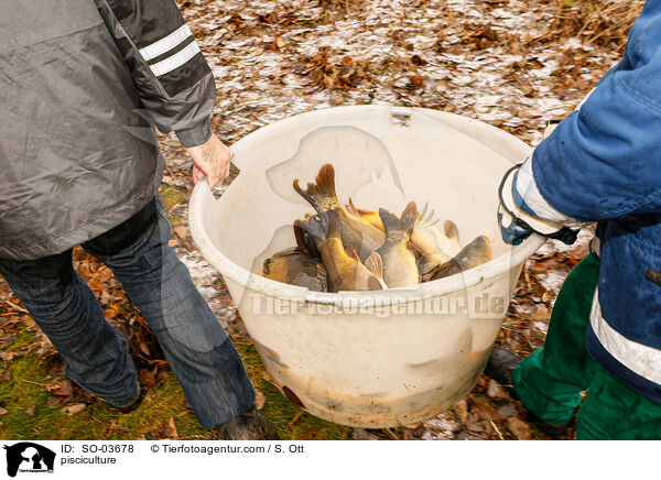 Fischzucht / pisciculture / SO-03678