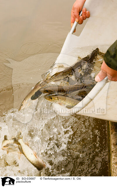 Fischzucht / pisciculture / SO-03687